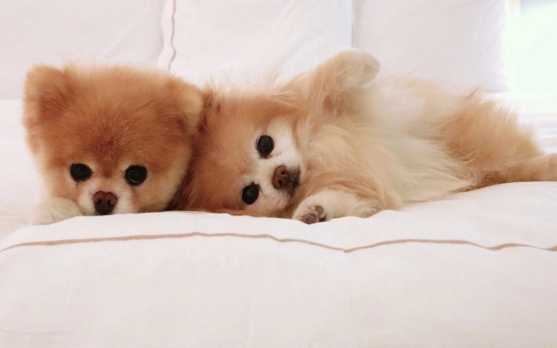 راهنمای انتخاب پارچه مناسب برای خانه‌ هایی با حیوانات خانگی